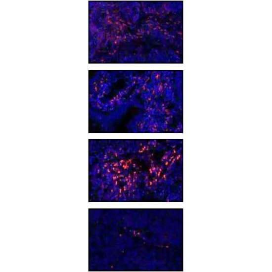 Anti - CD8 beta Rabbit pAb