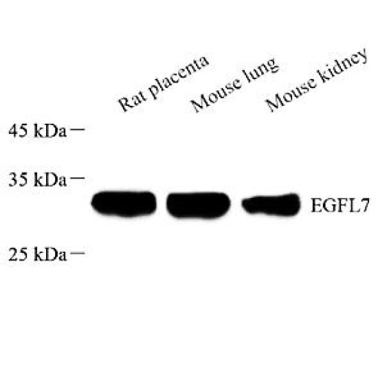 Anti - EGFL7 Rabbit pAb