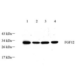 Anti - FGF12 Rabbit pAb