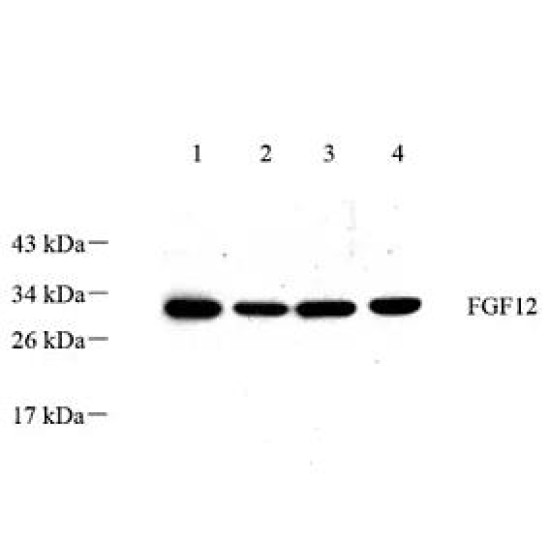 Anti - FGF12 Rabbit pAb