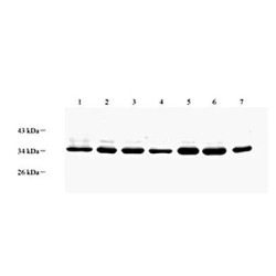 Anti - FGF5 Rabbit pAb