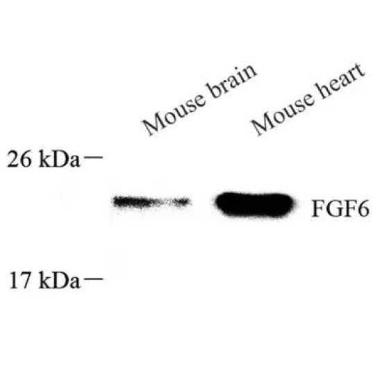 Anti - FGF6 Rabbit pAb