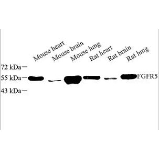 Anti - FGFRL1 Rabbit pAb