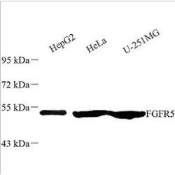 Anti - FGFRL1 Rabbit pAb