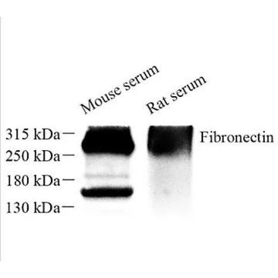 Anti - Fibronectin Rabbit pAb