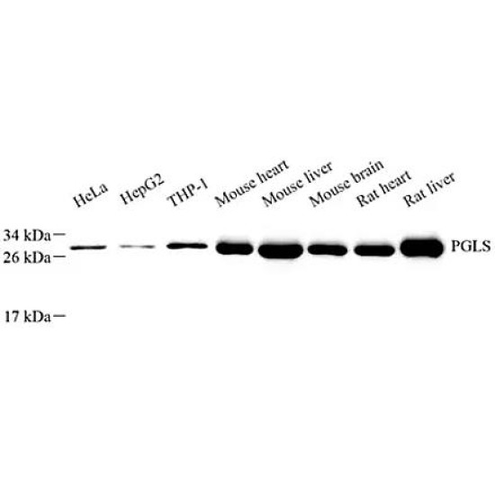 Anti - GDF11 Rabbit pAb