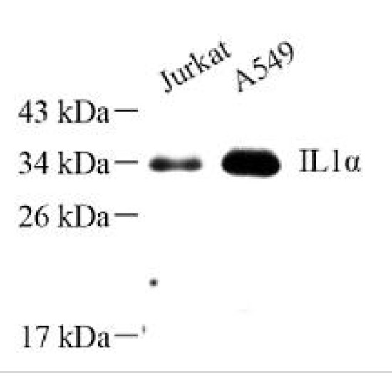 Anti - IL-1 alpha Rabbit pAb