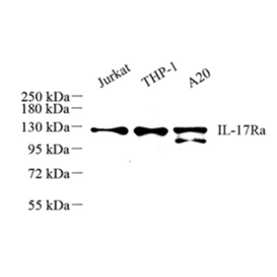 Anti - IL-17A Receptor Rabbit pAb