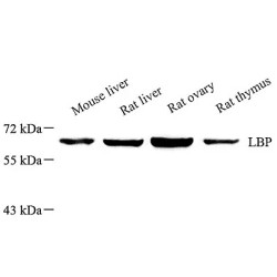 Anti - LBP Rabbit pAb