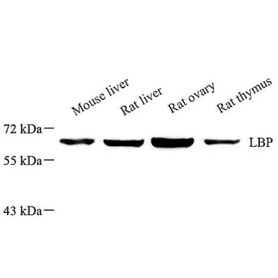 Anti - LBP Rabbit pAb