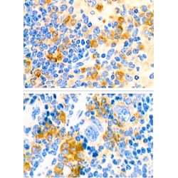 Anti - M-CSF Receptor Rabbit pAb