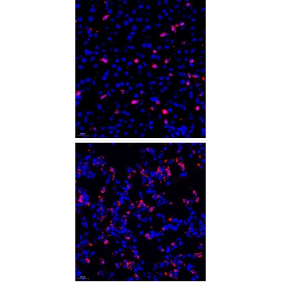 Anti - Macrophage Inflammatory Protein 1 alpha/CCL3 Rabbit pAb