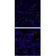 Anti - Macrophage Inflammatory Protein 1 alpha/CCL3 Rabbit pAb