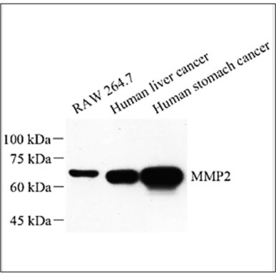 Anti - MMP2 Rabbit pAb