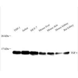 Anti - TGF alpha Rabbit pAb