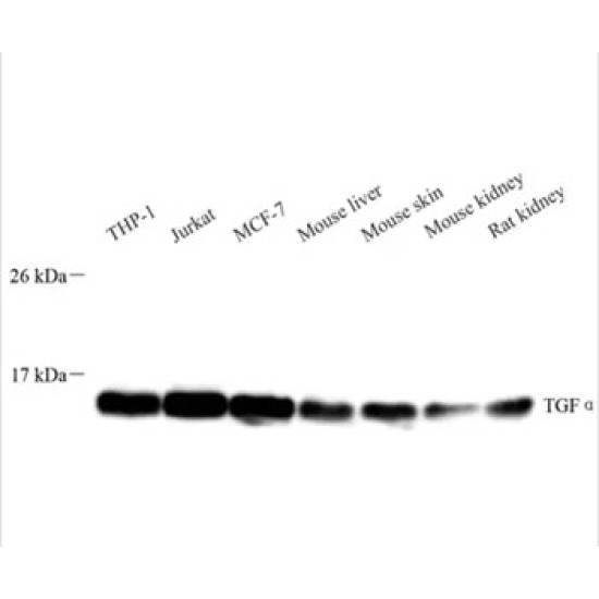 Anti - TGF alpha Rabbit pAb