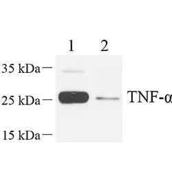 Anti - TNF alpha Rabbit pAb