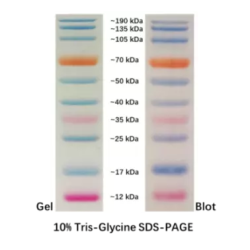 Prestained Protein Marker (10 - 250 kDa)