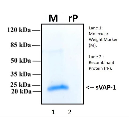 Recombinant Human Amyloid Precursor Protein, alpha form, APPα