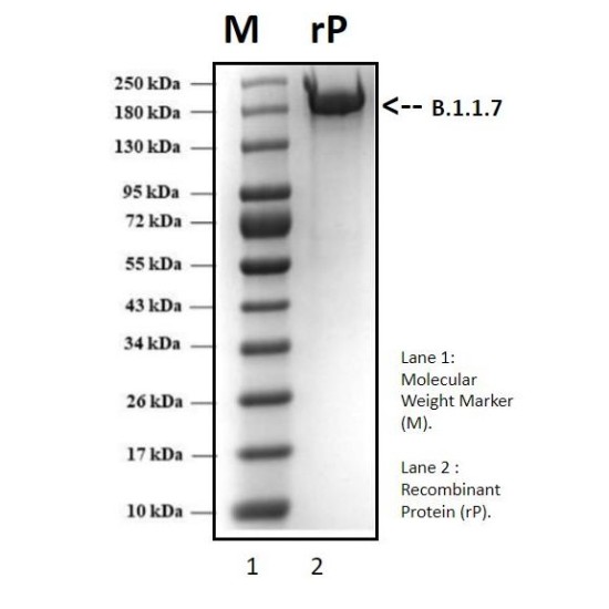 Recombinant SARS-CoV-2 Spike protein, Beta  B.1.351 South African variant