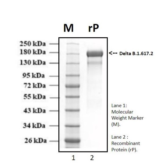 Recombinant SARS-CoV-2 Spike protein, Delta B.1.617.2 Indian variant