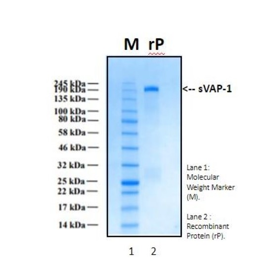 Recombinant Human Thrombospondin Type - 1 Domain - Containing Protein 7A, THSD7A