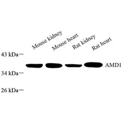 Anti - AMD1 Rabbit pAb