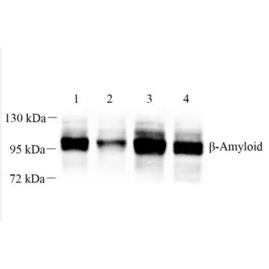 Anti - Amyloid beta Precursor Protein Rabbit pAb
