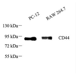 Anti - CD44 Rabbit pAb