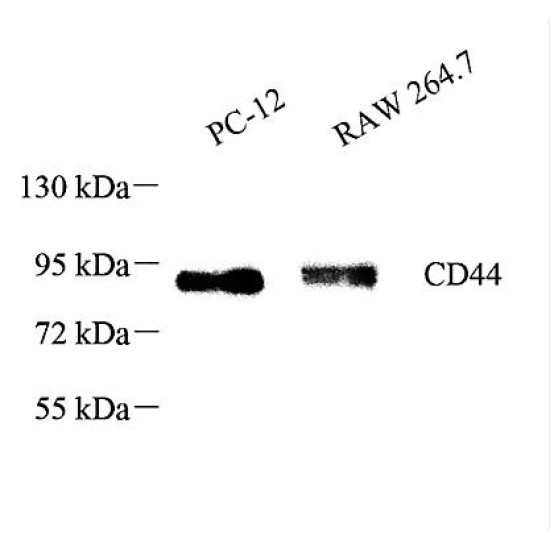 Anti - CD44 Rabbit pAb