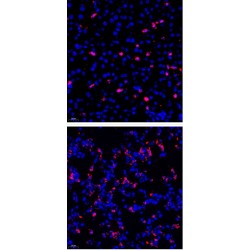 Anti - Macrophage Inflammatory Protein 1 alpha/CCL3 Rabbit pAb