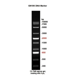 GN10K DNA Marker