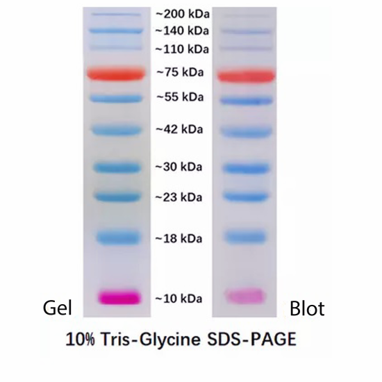 Prestained Protein Marker II (10-200 kDa)