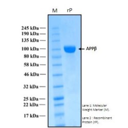 Recombinant Human Amyloid Precursor Protein, beta form, APPβ