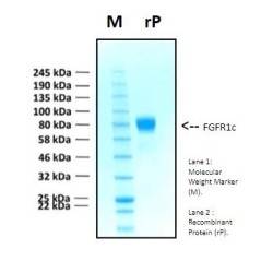 Recombinant Human Fibroblast Growth Factor Receptor 1, FGFR1c