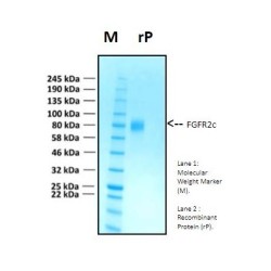 Recombinant Human Fibroblast Growth Factor Receptor 2, FGFR2c