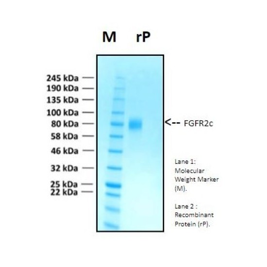 Recombinant Human Fibroblast Growth Factor Receptor 2, FGFR2c