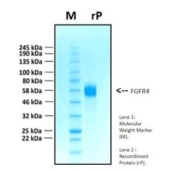 Recombinant Human Fibroblast Growth Factor Receptor 4, FGFR4