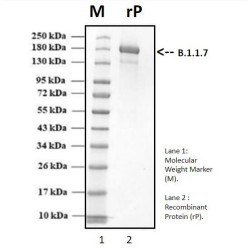 Recombinant SARS-CoV-2 Spike protein, Alpha B.1.1.7 UK variant