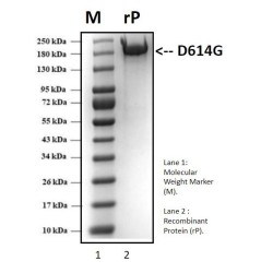 Recombinant SARS-CoV-2 Spike protein, D614G variant