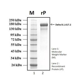 Recombinant SARS-CoV-2 Spike protein, Delta B.1.617.2 Indian variant