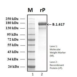 Recombinant SARS-CoV-2 Spike protein, Indian B.1.617 variant
