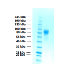 Recombinant Human Fibroblast Growth Factor Receptor 1, FGFR1b