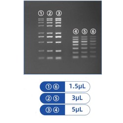 SerRed Nucleic Acid Staining Reagent